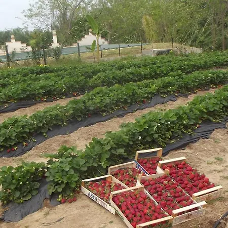 Pinturicchio קאפו ואטיצ'אנו